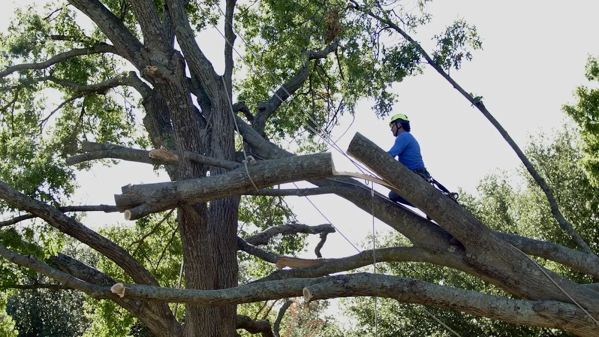 Professional Crown Thinning performed by certified arborists in Fair Play